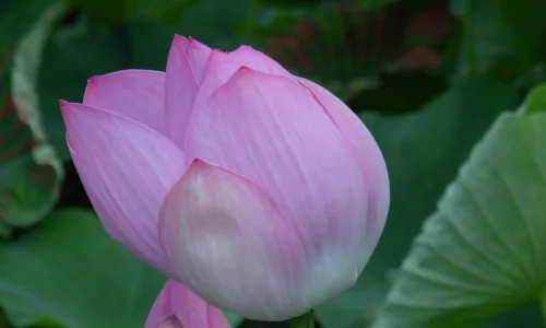【13045】植物壁纸  2K 高清壁纸2560_1600@青蛙壁纸-笨猫小站