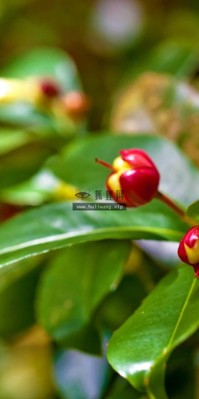 【13046】植物壁纸  2K 高清壁纸2560_1600@青蛙壁纸-笨猫小站
