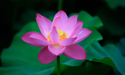 【13047】植物壁纸  2K 高清壁纸2560_1600@青蛙壁纸-笨猫小站