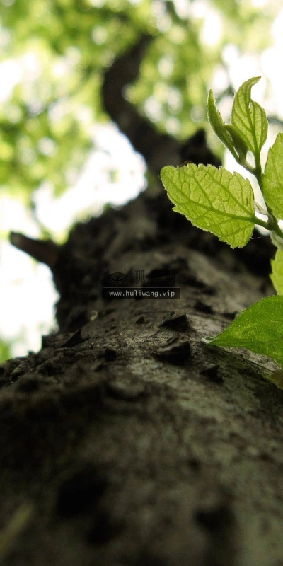 【13049】植物壁纸  2K 高清壁纸2560_1600@青蛙壁纸-笨猫小站
