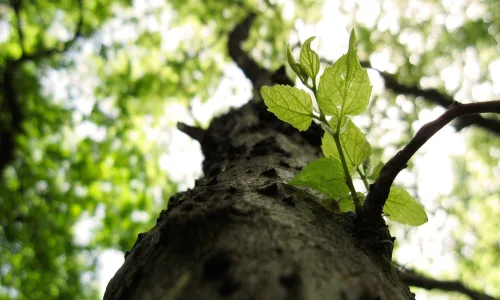 【13049】植物壁纸  2K 高清壁纸2560_1600@青蛙壁纸-笨猫小站