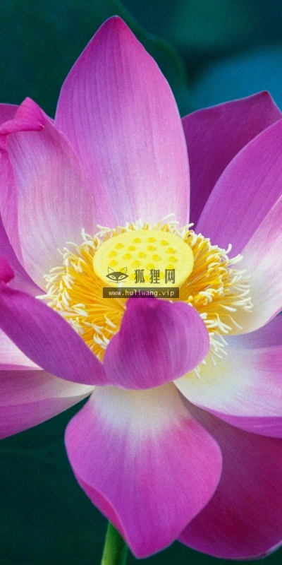 【13050】植物壁纸  2K 高清壁纸2560_1600@青蛙壁纸-笨猫小站
