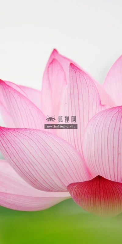 【13051】植物壁纸  2K 高清壁纸2560_1600@青蛙壁纸-笨猫小站