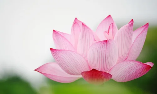 【13051】植物壁纸  2K 高清壁纸2560_1600@青蛙壁纸-笨猫小站