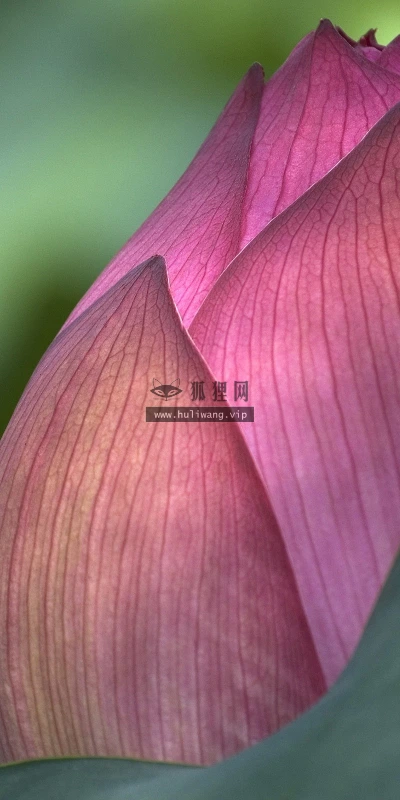 【13052】植物壁纸  2K 高清壁纸2560_1600@青蛙壁纸-笨猫小站
