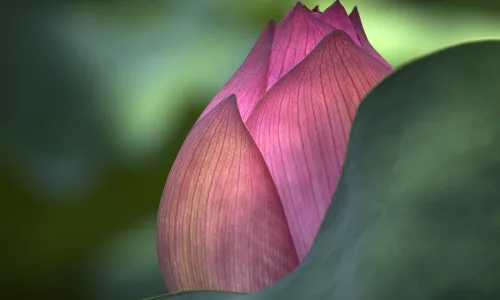 【13052】植物壁纸  2K 高清壁纸2560_1600@青蛙壁纸-笨猫小站