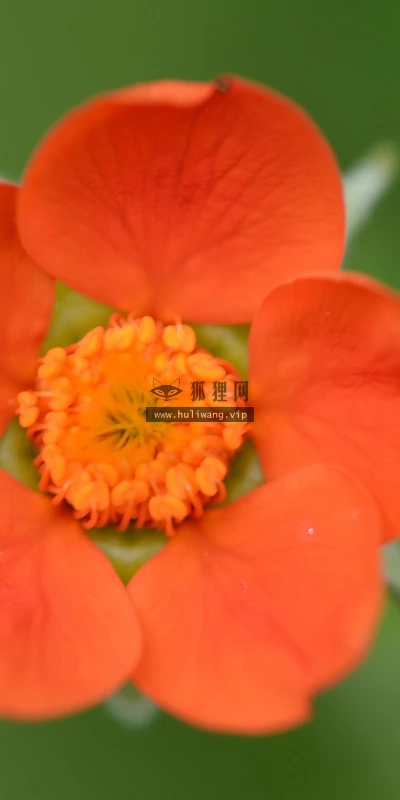 【13053】植物壁纸  2K 高清壁纸2560_1600@青蛙壁纸-笨猫小站