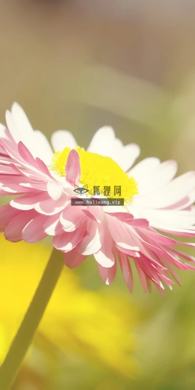 【13054】植物壁纸  2K 高清壁纸2560_1600@青蛙壁纸-笨猫小站