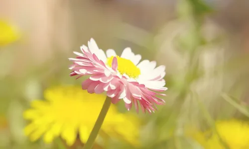 【13054】植物壁纸  2K 高清壁纸2560_1600@青蛙壁纸-笨猫小站