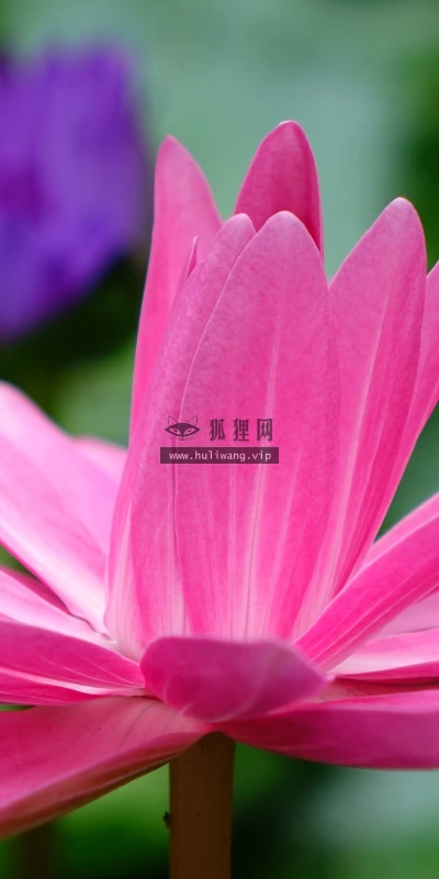 【13055】植物壁纸  2K 高清壁纸2560_1600@青蛙壁纸-笨猫小站