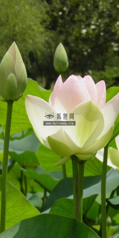 【13056】植物壁纸  2K 高清壁纸2560_1600@青蛙壁纸-笨猫小站