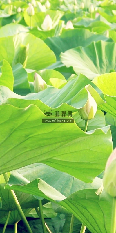 【13057】植物壁纸  2K 高清壁纸2560_1600@青蛙壁纸-笨猫小站