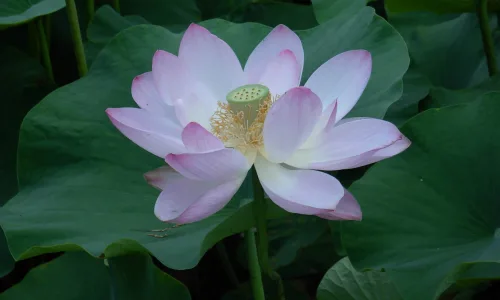 【13059】植物壁纸  2K 高清壁纸2560_1600@青蛙壁纸-笨猫小站