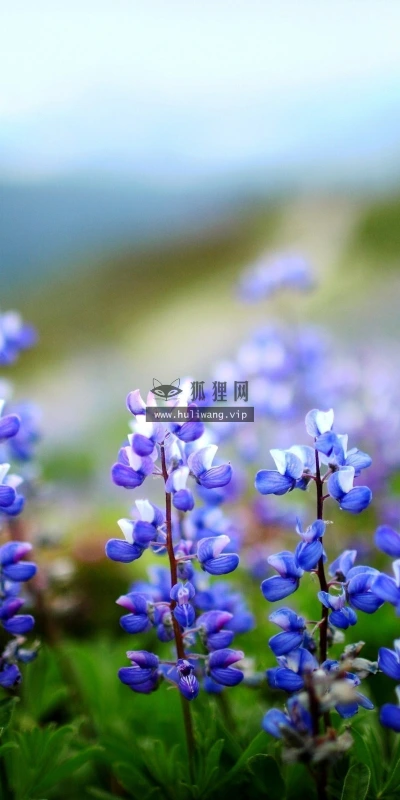 【13060】植物壁纸  2K 高清壁纸2560_1600@青蛙壁纸-笨猫小站