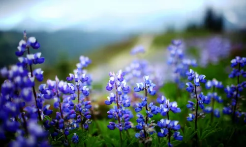 【13060】植物壁纸  2K 高清壁纸2560_1600@青蛙壁纸-笨猫小站