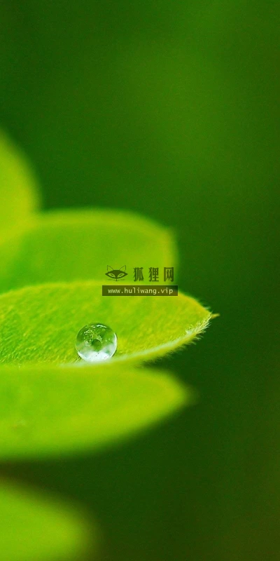 【13062】植物壁纸  2K 高清壁纸2560_1600@青蛙壁纸-笨猫小站