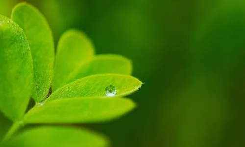 【13062】植物壁纸  2K 高清壁纸2560_1600@青蛙壁纸-笨猫小站