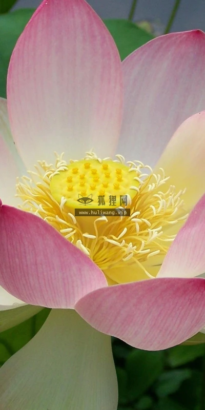 【13063】植物壁纸  2K 高清壁纸2560_1600@青蛙壁纸-笨猫小站