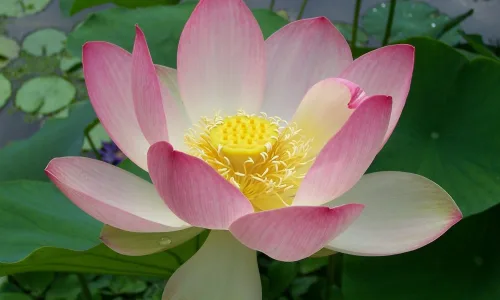 【13063】植物壁纸  2K 高清壁纸2560_1600@青蛙壁纸-笨猫小站