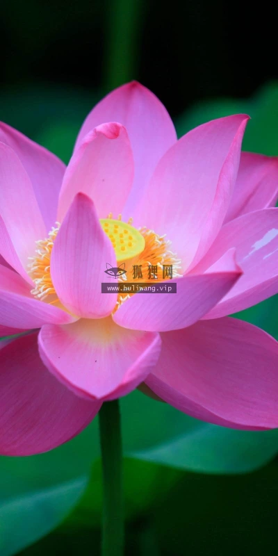 【13064】植物壁纸  2K 高清壁纸2560_1600@青蛙壁纸-笨猫小站