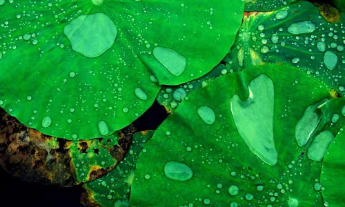 【13065】植物壁纸  2K 高清壁纸2560_1600@青蛙壁纸-笨猫小站
