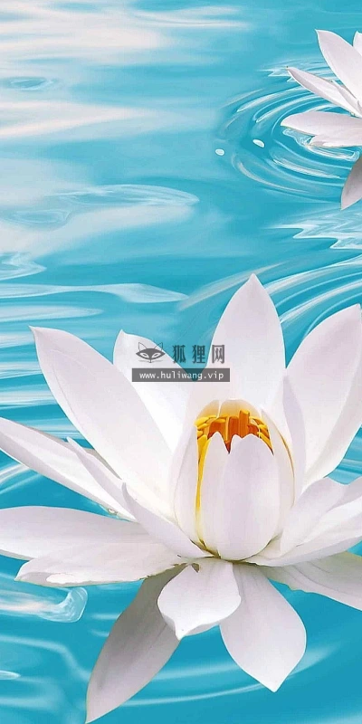 【13066】植物壁纸  2K 高清壁纸2560_1600@青蛙壁纸-笨猫小站