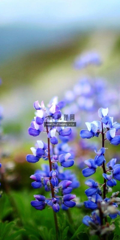 【13067】植物壁纸  2K 高清壁纸2560_1600@青蛙壁纸-笨猫小站