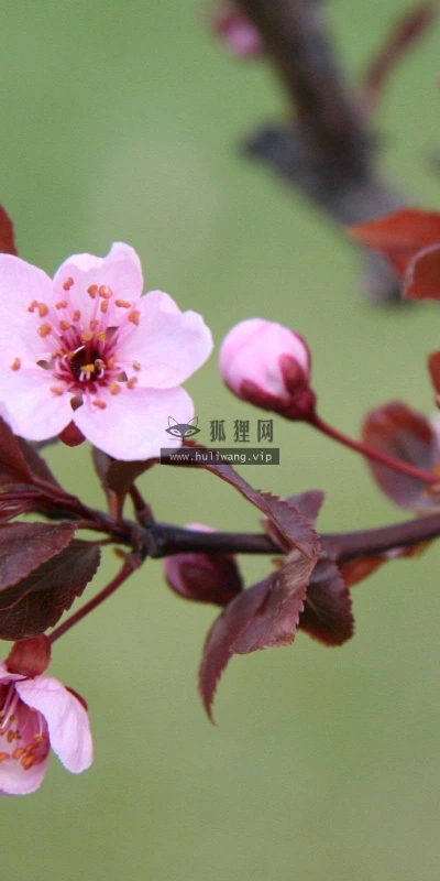 【13069】植物壁纸  2K 高清壁纸2560_1600@青蛙壁纸-笨猫小站