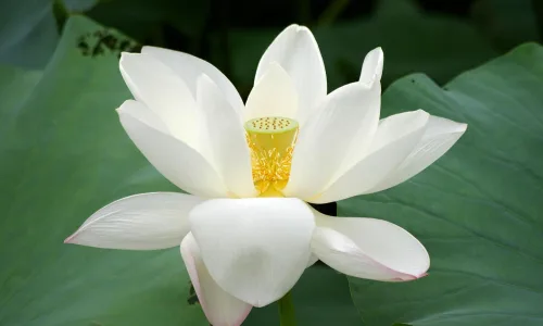 【13070】植物壁纸  2K 高清壁纸2560_1600@青蛙壁纸-笨猫小站
