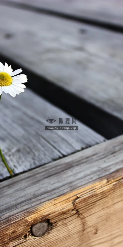 【13071】植物壁纸  2K 高清壁纸2560_1600@青蛙壁纸-笨猫小站