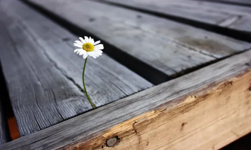 【13071】植物壁纸  2K 高清壁纸2560_1600@青蛙壁纸-笨猫小站