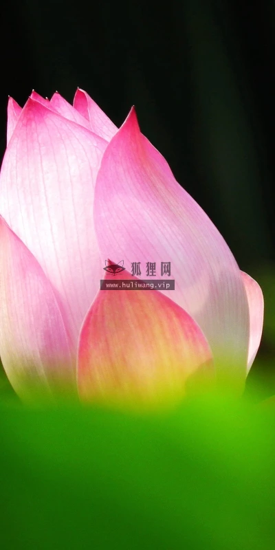 【13073】植物壁纸  2K 高清壁纸2560_1600@青蛙壁纸-笨猫小站