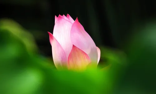 【13073】植物壁纸  2K 高清壁纸2560_1600@青蛙壁纸-笨猫小站