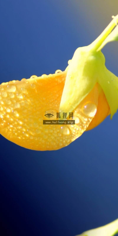 【13075】植物壁纸  2K 高清壁纸2560_1600@青蛙壁纸-笨猫小站