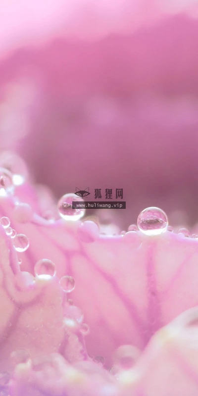 【13076】植物壁纸  2K 高清壁纸2560_1600@青蛙壁纸-笨猫小站