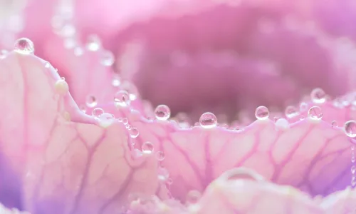 【13076】植物壁纸  2K 高清壁纸2560_1600@青蛙壁纸-笨猫小站