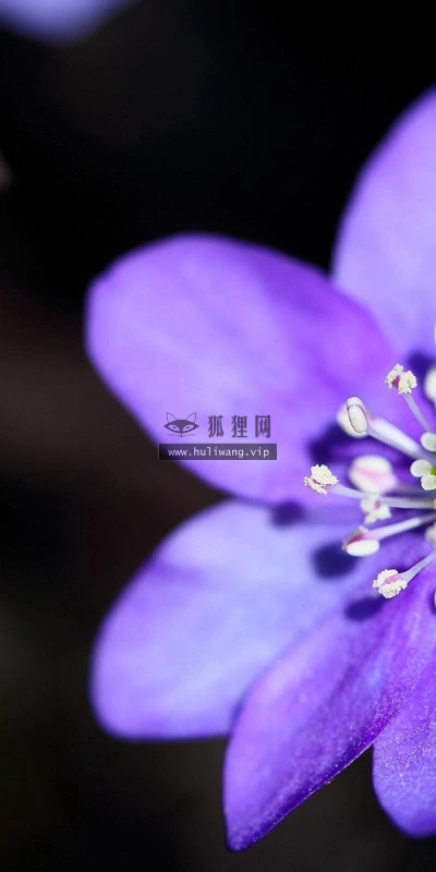 【13077】植物壁纸  2K 高清壁纸2560_1600@青蛙壁纸-笨猫小站