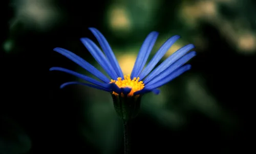 【13080】植物壁纸  2K 高清壁纸2560_1600@青蛙壁纸-笨猫小站