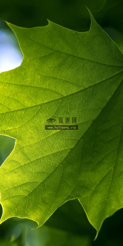【13081】植物壁纸  2K 高清壁纸2560_1600@青蛙壁纸-笨猫小站