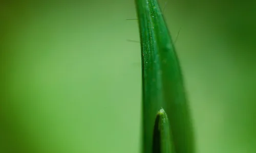 【13082】植物壁纸  2K 高清壁纸2560_1600@青蛙壁纸-笨猫小站