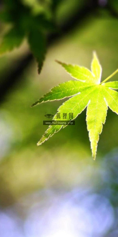 【13083】植物壁纸  2K 高清壁纸2560_1600@青蛙壁纸-笨猫小站
