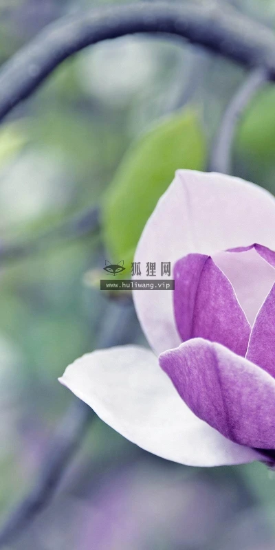 【13084】植物壁纸  2K 高清壁纸2560_1600@青蛙壁纸-笨猫小站