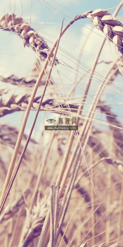 【13085】植物壁纸  2K 高清壁纸2560_1600@青蛙壁纸-笨猫小站