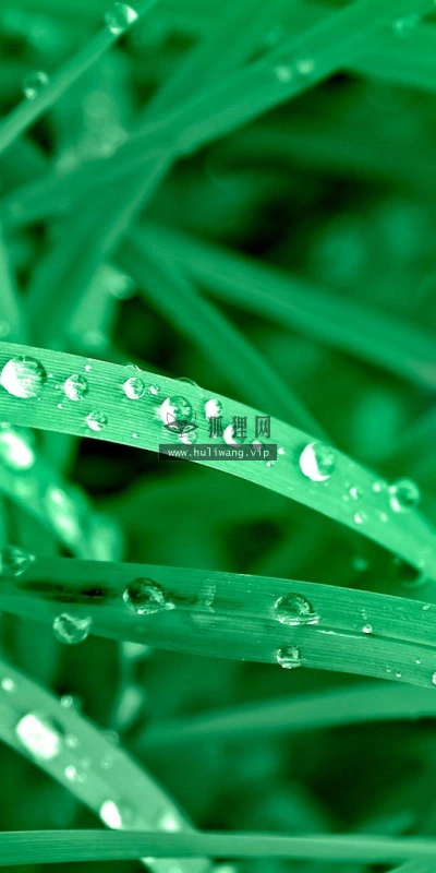 【13089】植物壁纸  2K 高清壁纸2560_1600@青蛙壁纸-笨猫小站