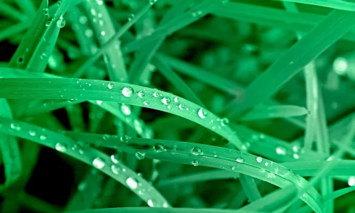 【13089】植物壁纸  2K 高清壁纸2560_1600@青蛙壁纸-笨猫小站