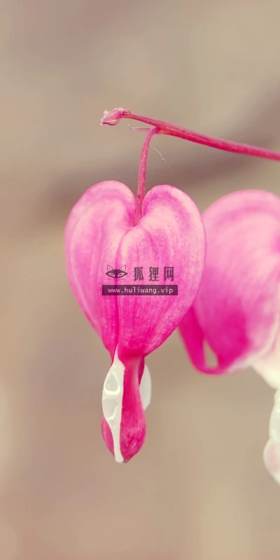 【13090】植物壁纸  2K 高清壁纸2560_1600@青蛙壁纸-笨猫小站