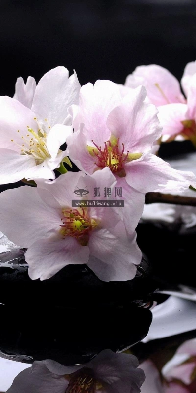 【13091】植物壁纸  2K 高清壁纸2560_1600@青蛙壁纸-笨猫小站