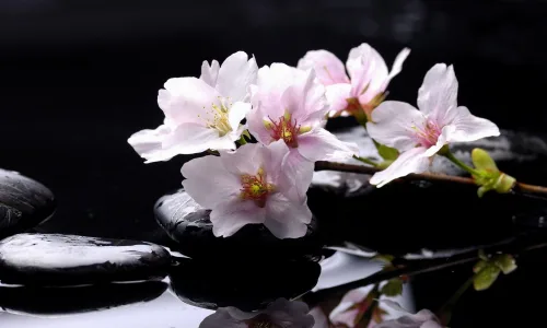 【13091】植物壁纸  2K 高清壁纸2560_1600@青蛙壁纸-笨猫小站