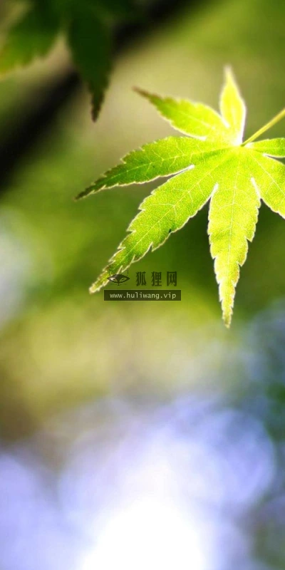 【13092】植物壁纸  2K 高清壁纸2560_1600@青蛙壁纸-笨猫小站