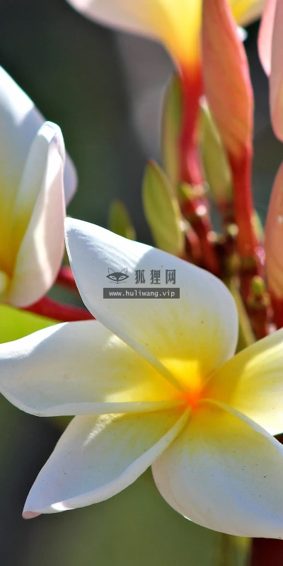 【13094】植物壁纸  2K 高清壁纸2560_1600@青蛙壁纸-笨猫小站